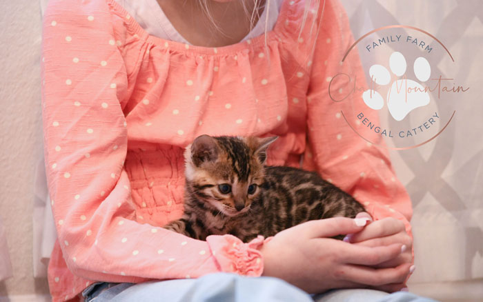 Bengal kitten for sale